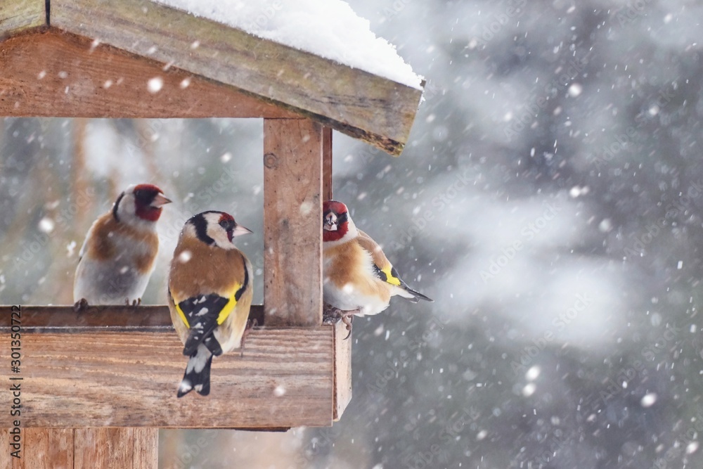 Beautiful winter scenery with European Finch birds in the bird house within a heavy snowfall - obrazy, fototapety, plakaty 