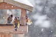 Beautiful winter scenery with European Finch birds in the bird house within a heavy snowfall