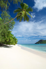 Wall Mural - tropical island white sand beach scene with blue sky, turquoise seas and curving palm tree in the se
