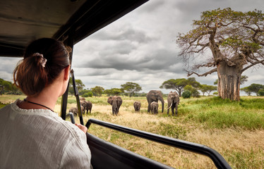 Wall Mural - woman on an african safari travels by car with an open roof and watching wild elephants