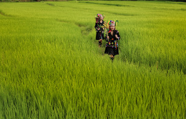 Hmong girl walking in the fields, verdant fields.