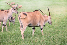 Group Of Elands Antelopes Eating In A Green Prairie
