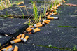 viele Zigaretten liegen auf der Straße und verschmutzen die Umwelt