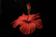 Hibiscus Flower 
