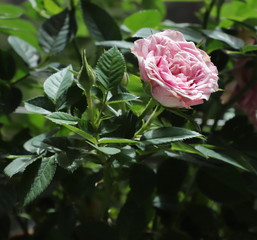 Rose rose