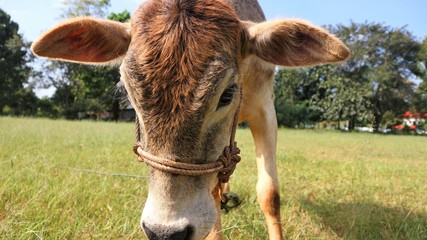 Thai breed day Stand to eat grass  At a farm in Thailand