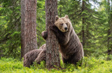 Fototapeta Fototapety ze zwierzętami  - Brown bear standing on his hind legs. She-bear and cubs in the summer forest. Natural Habitat. Brown bear, scientific name: Ursus arctos. Summer season.