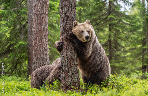 brown-bear-standing-on-his-hind-legs-she-bear-and-cubs-in-the-summer-forest-natural-habitat-brown-bear-scientific-name-ursus-arctos-summer-season
