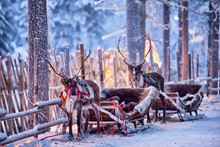 Reindeer With Sledge In Winter Forest In Rovaniemi, Lapland, Finland