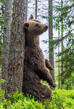 Fototapeta Zwierzęta - Brown bear stands on its hind legs by a tree in a summer forest. Scientific name: Ursus Arctos ( Brown Bear). Green natural background. Natural habitat.