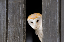Barn Owl (Tyto Alba) Peeking Out Of A Farm Building.  Taken In The Mid-Wales Countryside UK.