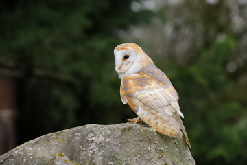 Wall Mural - Barn Owl (Tyto Alba) sitting on a large rock.  Taken in the mid-Wales countryside UK.