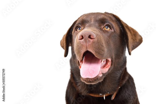 Photographie Portrait of a cute young Labrador dog, closeup, isolated on a white background