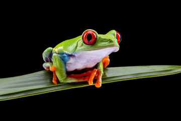 red eyed tree frog, agalychnis callidryas, on a leaf with black background