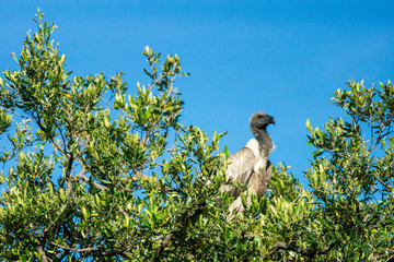 a little vulture are sitting in top of a tree scouting for prey. scavengers and predator concept.