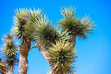 Joshua tree in front of sky, california