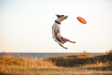 Jack russell flying dog jumping after frisbie plate 