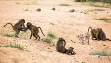 Chacma Baboon In Kruger National Park, South Africa