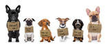 Fototapeta Psy - homeless row of dogs to adopt