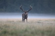 Red deer - Rutting season
