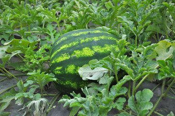 Watermelons ripen in the field