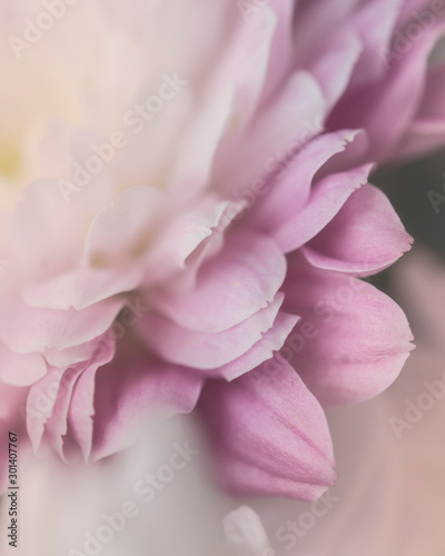 Dekoracja na wymiar  zblizenie-rozowy-kwiat