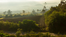 View Of A Sunrise In A Sown Field Surrounded By Green Plants, With Yellow Mist Between The Mountains In The Background