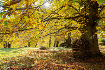 Soglio (CH) - Chestnut grove in autumn