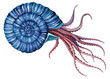 Watercolor illustration of octopus in shell. Sea life fantasy creature
