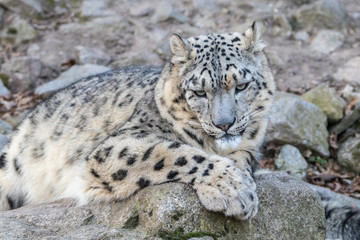 Wall Mural - Snow Leopard on the watch