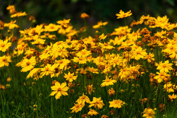  Yellow Coreopsis Daisies floers with blurred green background.