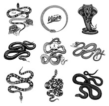 Set Of Snakes Reptiles. Serpent Cobra And Python And Poisonous Viper. Engraved Hand Drawn Old Sketch For Tattoo. Vintage Anaconda For Sticker Or Logo Or T-shirts.