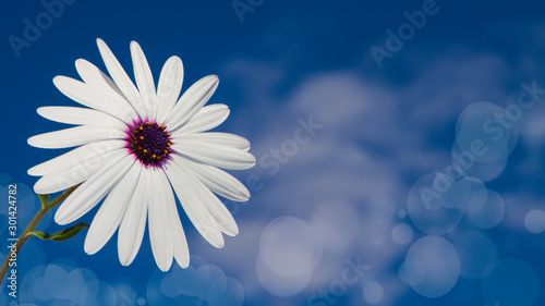flores blanca con el cielo de fondo