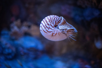 Nautilus swimming in an aquarium