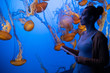 © Nejron Photo - Woman watching exotic jellyfishes in an aquarium