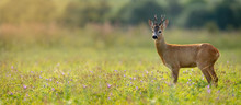 Wide Panoramic Banner Of Roe Deer, Capreolus Capreolus, Buck Standing On A Meadow In Summer At Sunset. Wild Animal In Nature With Sun Rays Shining. Wildlife Scenery From Nature With Copy Space.