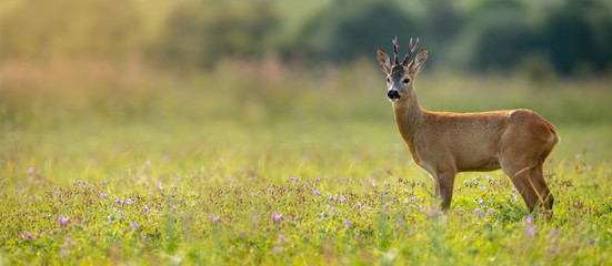 Wide panoramic banner of roe deer, capreolus capreolus, buck standing on a meadow in summer at sunset. Wild animal in nature with sun rays shining. Wildlife scenery from nature with copy space.