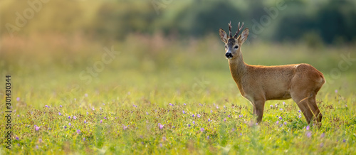 Fotografía Wide panoramic banner of roe deer, capreolus capreolus, buck standing on a meadow in summer at sunset