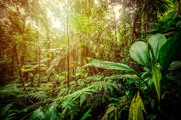 sun shining over basse terre jungle in guadeloupe