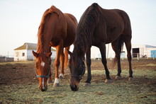 Two Brown Horses Graze And Eat Grass On A Farm.