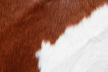 Fur Cow Leather Texture Background