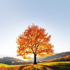 majestic beech tree with sunny beams at autumn mountain valley. dramatic colorful evening scene. car