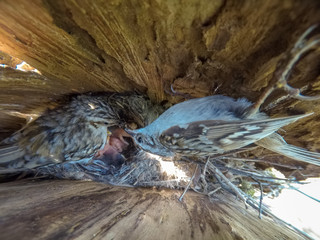 Poster - Certhia familiaris. The nest of the Tree Creeper in nature.