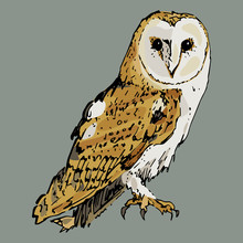 Isolated Vector Illustration. Barn Owl. Tyto Alba. Hand Drawn Colorful Sketch.	