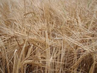 Barley ears closeup