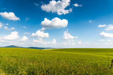 Canvas Print - green field and blue sky