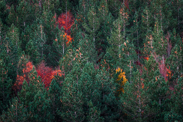 Autumn landscape, colorful trees in the woods, autumn leaves