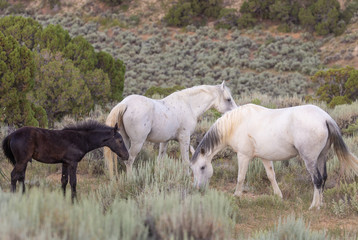 Wall Mural - Beautiful Wild Horses in Sand Wash Basin Colorado in Summer