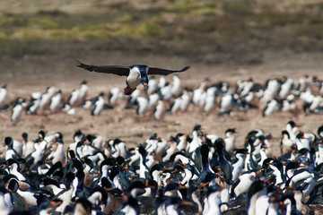 Imperial Shag (Phalacrocorax atriceps albiventer) coming in to land in the large colony on Bleaker Island on the Falkland Islands