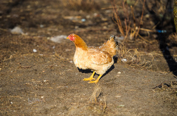 Wall Mural - Chickens on traditional free range poultry farm